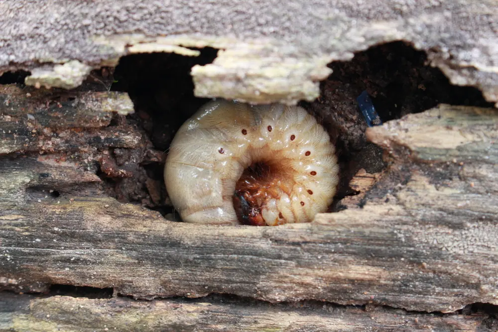 Trous d'insectes xylophages sur une poutre en bois ancienne – capricorne des maisons