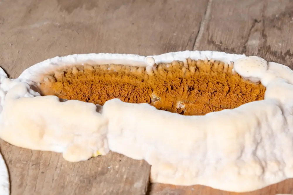 Mérule sur poutre en bois – champignon lignivore décomposant la cellulose